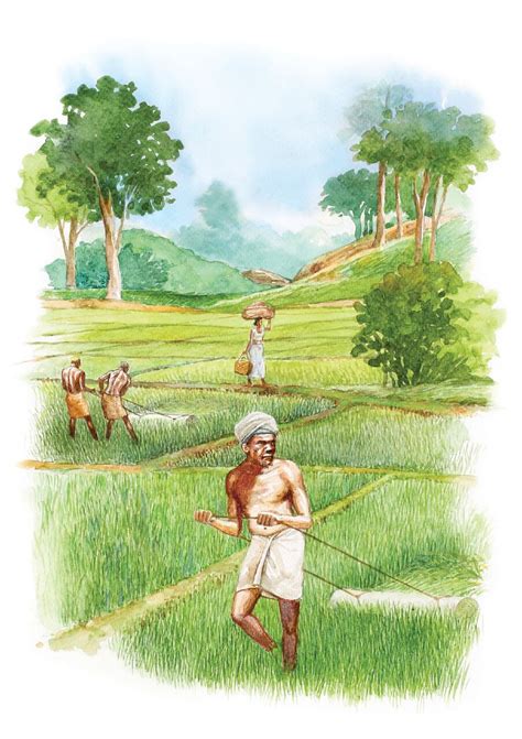 Traditional Paddy Cultivation In Sri Lanka Steemit