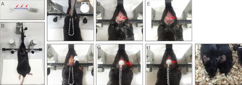 Continuous Drug Infusion System In Mouse Model A Surgical Procedure To