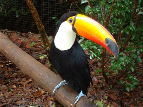 Tucan, Parque nacional de las aves - Foz de Iguazu, Brasil | Faune ...