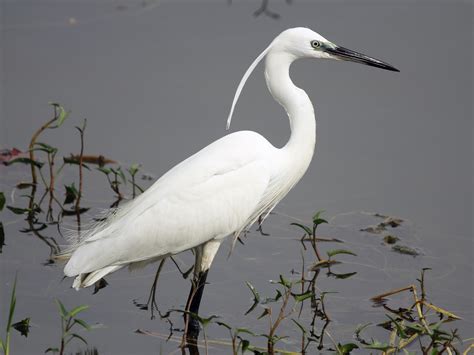 Little Egret Breeding Plumage