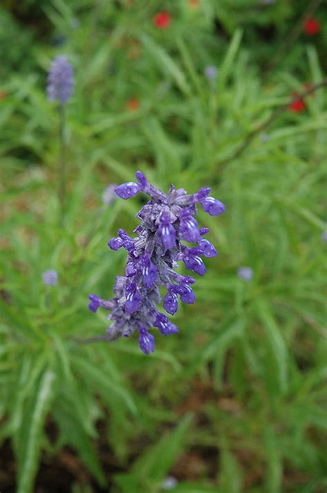 Lyreleaf Sage Buchanan S Native Plants