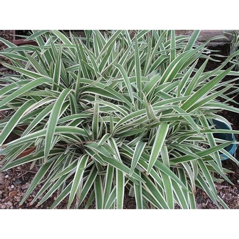 Variegated Flax Lily I 1 Large Gallon Size Plant I Dianella Tasmanica I