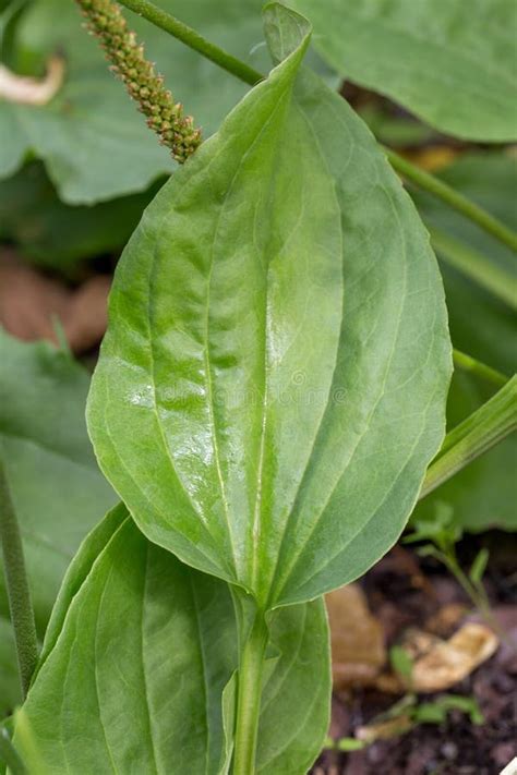 Plantain Flowering Plant With Green Leaf Plantago Major Broadleaf Plantain White Man`s Foot Or