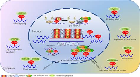 Frontiers The Potential Value Of M A Rna Methylation In The