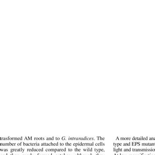 Association Of Wild Type And Eps Mutant Of A Brasilense A B And R