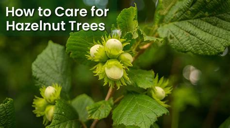 Hazelnut (Filbert) Tree Care – How To Start Caring For Hazelnut Trees ...