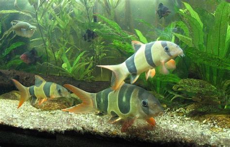 Loach - Clown Loach Information for Kids