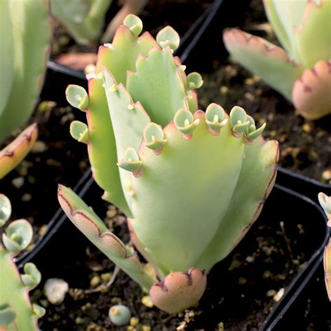 Kalanchoe Laetivirens Mother Of Thousands Mountain Crest Gardens