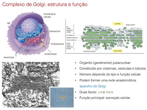 Solution Golgi E Transporte Vesicular Handouts Studypool