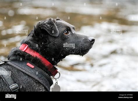 Black Patterdale Terrier Dog Playing In Stream In Blaenau Ffestiniog