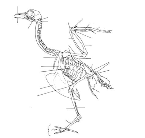 Bird Anatomy Diagram | Quizlet