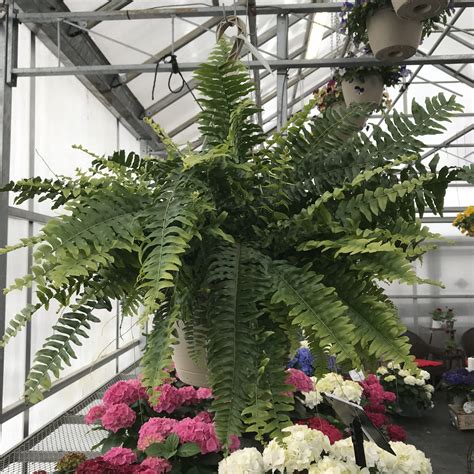 Boston Fern – Hanging Basket | Josmar Acres Inc