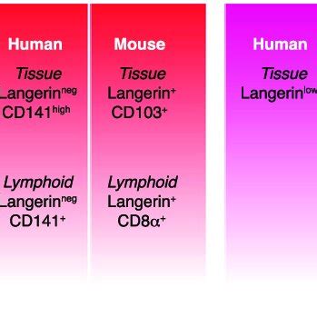 Langerin Expression On LC And Other DC Populations In Mice And Humans