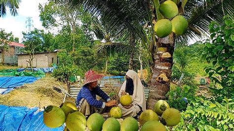 Petik Kelapa Muda Di Saat Cuaca Panas Minum Air Kelapa Muda Sueger Dan