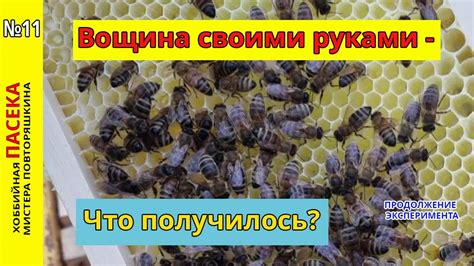 Вощина своими руками. Эксперимент - Что получилось? Предварительный ...