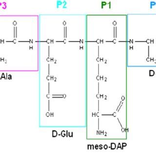 The PROSA [22] energy plots of P. aeruginosa LD-carboxypeptidase ...