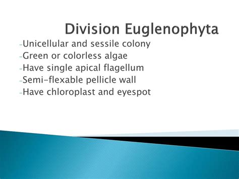 PPT - Division Euglenophyta PowerPoint Presentation, free download - ID ...