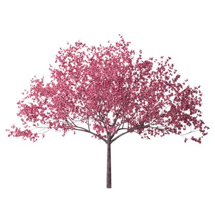 Cherry Blossom Tree PNG HD Transparent Cherry Blossom Tree HD.PNG Images. | PlusPNG