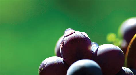 Vendemmia In Maremma Meno Uva Ma La Qualit Non Si Discute