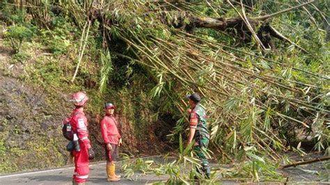 Jalan Raya Bandung Cirebon Via Cadas Pangeran Ditutup Ada Pohon Kawung