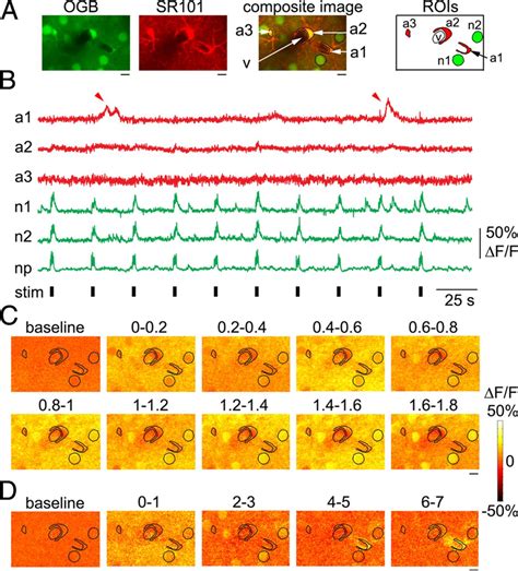 In Vivo Stimulus Induced Vasodilation Occurs Without IP3 Receptor