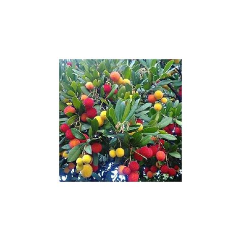 Strawberry tree, Arbutus unedo seeds for sale