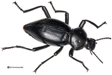 Beetle Alchetron The Free Social Encyclopedia