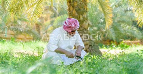 A Saudi Gulf Farmer Harvesting And Picking Dates A Traditional