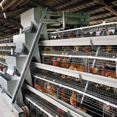 Poultry Farm Automatic Galvanized Tiers A Type Battery Egg Chicken