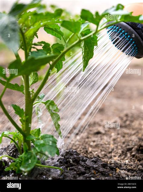 Watering Seedling Tomato Plant In Greenhouse Garden With Red Watering