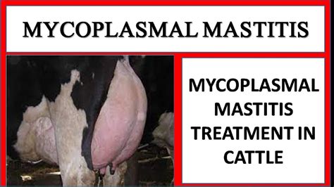 Mycoplasmal Mastitis Caused By Mycoplasma Bovis In Cattle Treatment