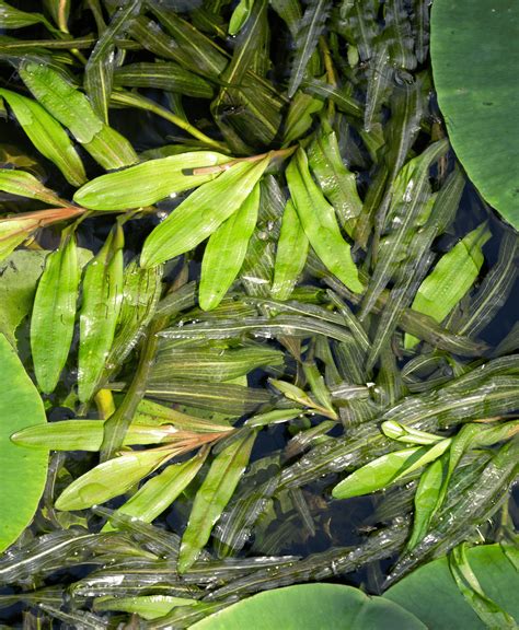 Benefits of Water Plants - Canadale