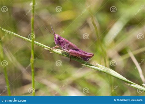 Pink Grasshopper Stock Image Image Of Legs Leaf Wings 15122823