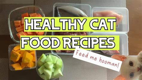 Healthy Homemade Cat Food Recipes Youtube