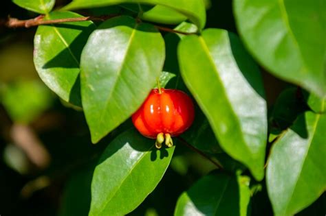 Frutos maduros de pitanga eugenia uniflora na árvore e fundo desfocado