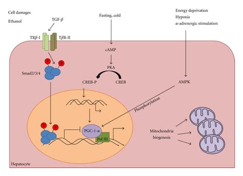 Mitochondria biogenesis allows tissue adaption under stress.... | Download Scientific Diagram