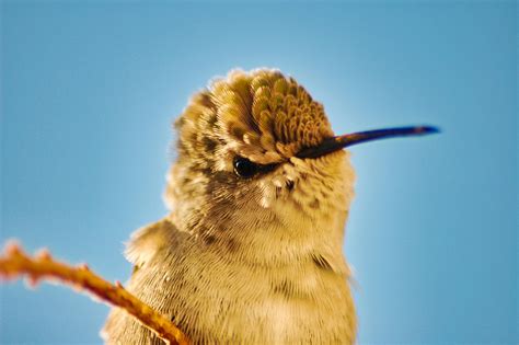 Blue Hummingbird Photos, Download The BEST Free Blue Hummingbird Stock ...