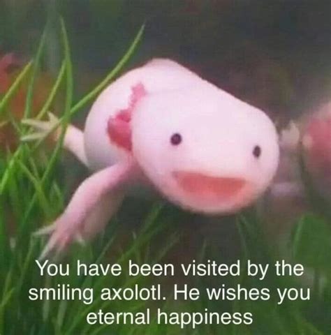 wholesom axolotl Latest Memes - Imgflip