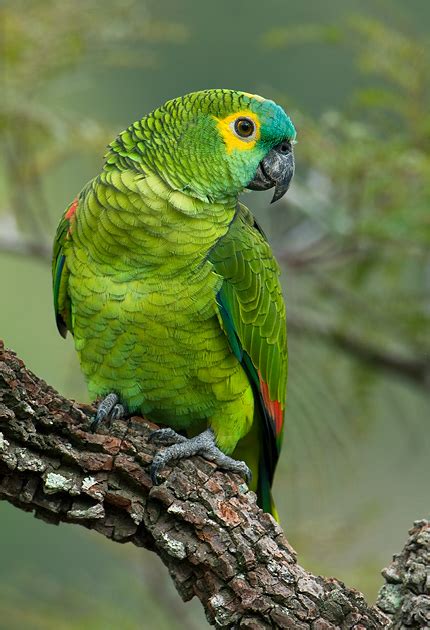 O Que É Um Papagaio - papagaio-verdadeiro (Amazona aestiva) | WikiAves - A Enciclopédia das ...