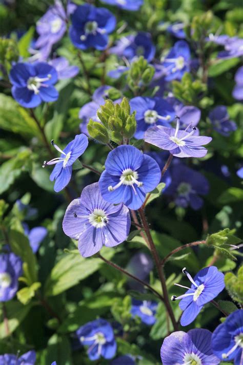 50 Creeping Blue Speedwell Veronica Repens Groundcover Flower Seeds