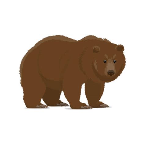 Best Grizzly Bear Illustrations Royalty Free Vector Graphics And Clip