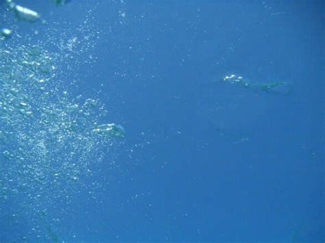 Dissolved Oxygen for Better Growth: Part I: What Is It and Why Do ...