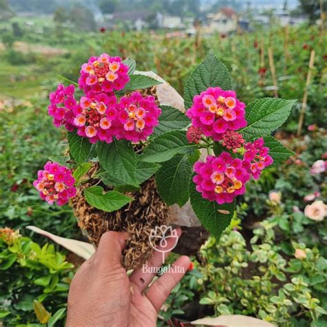 Jual Tanaman Hias Bunga Lantana Pink Fanta Shopee Indonesia