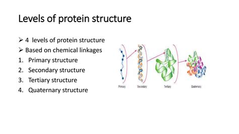 Protein structure and function | PPT