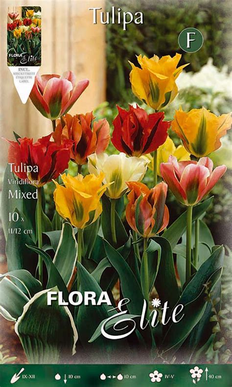 Viridiflora Tulpe Prachtmischung 10 Stück Blumenzwiebeln