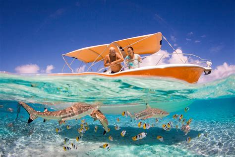 Sharks In Bora Bora Everything You Need To Know