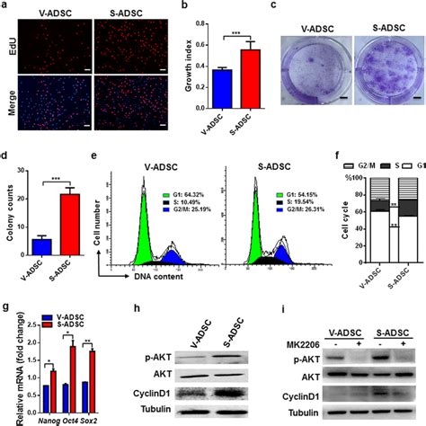 S Adscs Show Higher Potential In Proliferation Than V Adscs Through Download Scientific Diagram