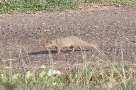 Small Indian Mongoose Herpestes Auropunctatus Flickr