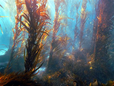 World S First Kelp Restoration Guidebook Inspiring Tasmania