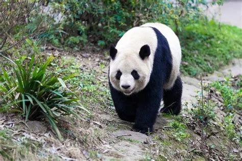 中国大熊猫之父胡锦矗的青少年时光四川在线